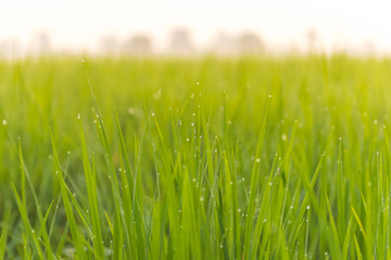Morning light in the rice field