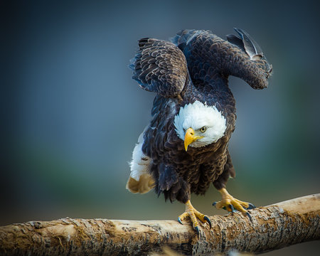 American Eagle Close Up With Wings Up