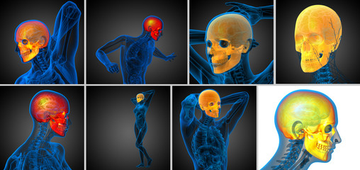 3d rendering  medical illustration of the skull © maya2008