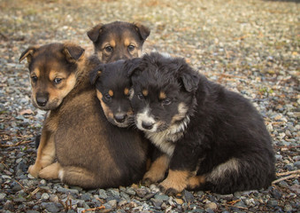 Four puppies
