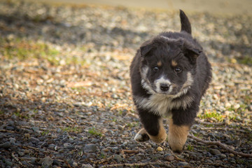 Running Puppy