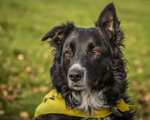 Fototapeta premium Black dog