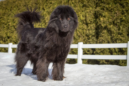 Newfoundlander dog