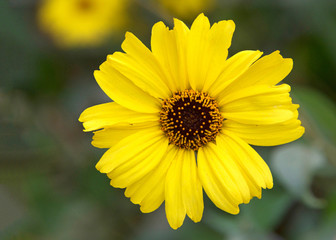 Close up on one Rudbeckia hirta, commonly called black-eyed-Susan flower in a field. Rudbeckia hirta is the state flower of Maryland.