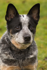 Naklejka premium Blue Heeler
