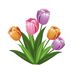 tulip flowers icon over white background. colorful design. vector illustration