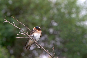 One American Cliff Swallow perched on a bare branch. These are the famous swallows whose return to...