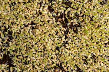 Sprouting Wheat