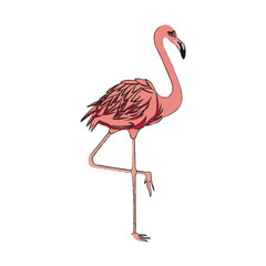 pink flamingo icon over white background. colorful design. vector illustration