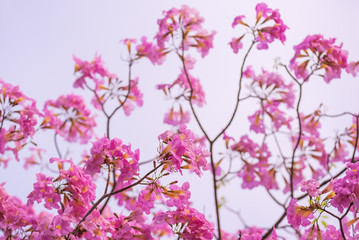 Obraz na płótnie Canvas Tabebuia rosea Pink flowers in Thailand