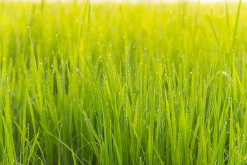Rice leaves with water drop dew in the morning