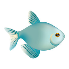 colorful realistic fish aquatic animal icon vector illustration