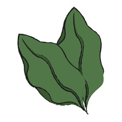 tropical leaf icon over white background. vector illustration