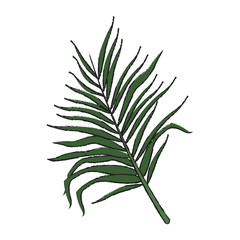 tropical leaf icon over white background. vector illustration
