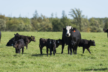 A herd of Black Angus calves