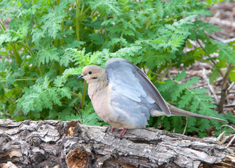 One mourning dove, also know as a turtle dove, wings opening to take off for flight.