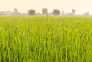 Obraz na płótnie Canvas Morning light in the rice field