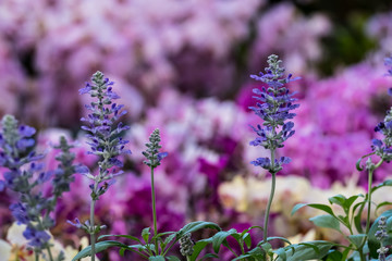Blue Salvia flower