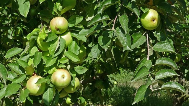 Apple tree on farm at summer, 4k
