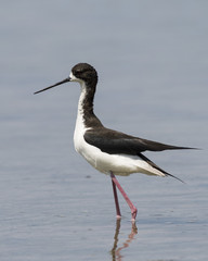 Hawaiian Stilt