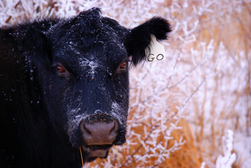 Cow Tag