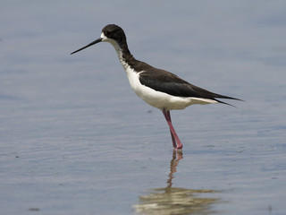 Hawaiian Stilt
