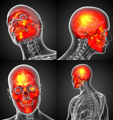 3d rendering medical illustration of the human skull © maya2008