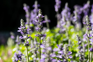 Blue Salvia flower