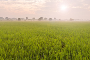 Morning light in the rice field