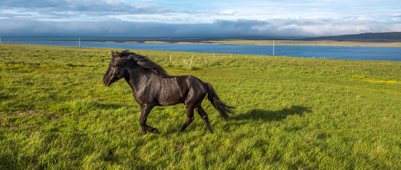 Obraz na płótnie Canvas Horses in Vastnes peninsula, Iceland