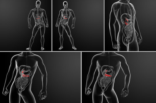 3d rendering of gallblader and pancrease