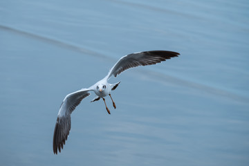 Seagull