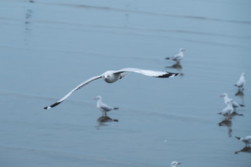 Seagull