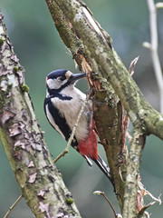 Great spotted woodpecker (Dendrocopos major)