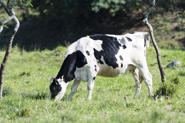 Naklejka na ściany i meble A grazing Holstein Dairy cow in a pasture