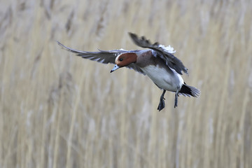 Eurasian wigeon (Anas penelope)