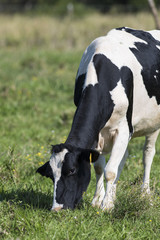 A grazing Holstein Dairy cow in a pasture