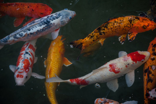 Playing Koi