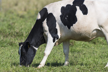 A grazing Holstein Dairy cow in a pasture