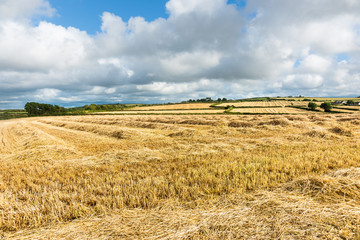 Fototapeta na wymiar Cornwall countryside at harvest time, cut hay fields stretch to horizon and cloudy sky