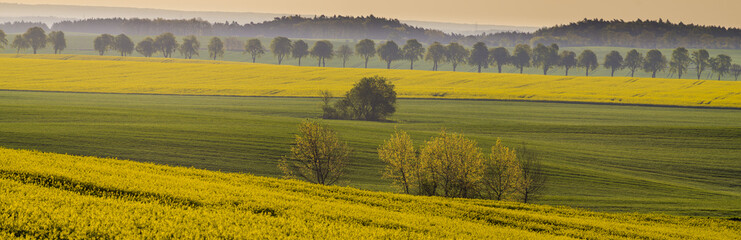 Panorama of a spring field in Germany, agricultural land in Brandenburg