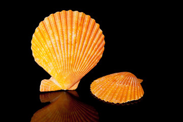orange seashells isolated on black background