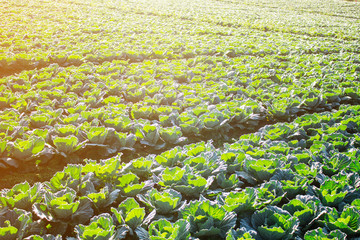 Planted cabbage in the mountains.