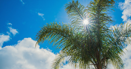 Sunburst through palm tree 