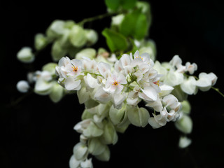 White Mexican Creeper flower.