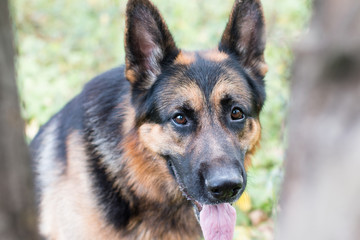 Dog german shepherd in the forest