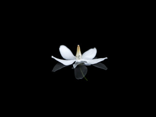 White flower of Wrightia religiosa Benth on black background.