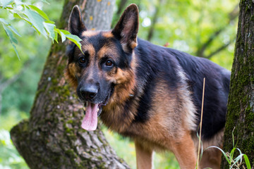 Dog german shepherd in the forest