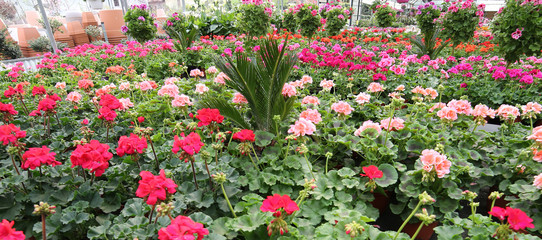 red geraniums on sale in the greenhouse in spring