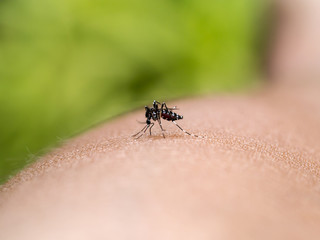 mosquito sucking blood.